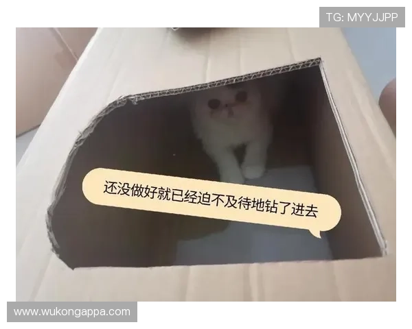 伊布今儿又动手了，好家伙，这生活细节普通人真想象不到啊！